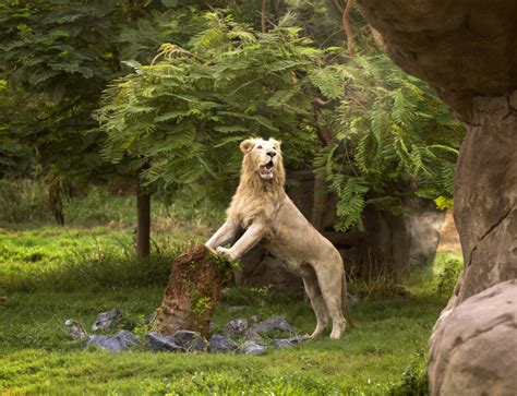 It's an unforgettable experience being so close to the animals you can touch them and feed them. Dubai Safari Park hosts free live shows - Hotel News ME