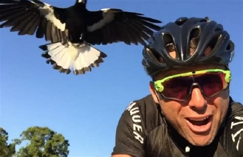 The video shows the crazy bird. Australian cyclist gets repeatedly attacked by a magpie ...