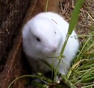 The data gathered from the immediate aftermath of a nuclear disaster to decades later. VIDEO | FUKUSHIMA | Japan's Earless Rabbit Sparks Worries ...