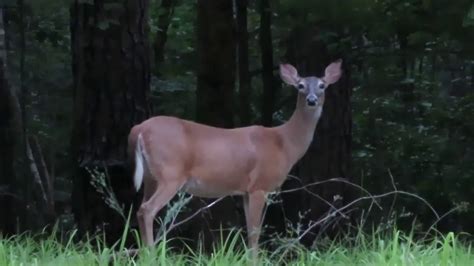 We did not find results for: Deer at John W Kyle State Park, Mississippi - YouTube