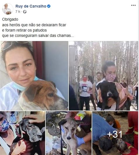 12:06 andréa almeida 160 920. Ruy de Carvalho "arrasado" com a morte de animais no ...