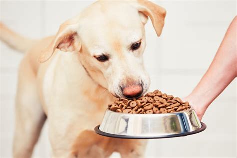 Pancreatitis in dogs is a disease that is quite common in domestic canines. Best Dog Food For Pancreatitis UK