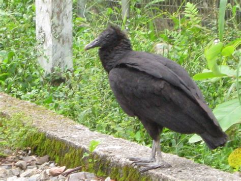 Black Vulture | Black vulture, Vulture, Black