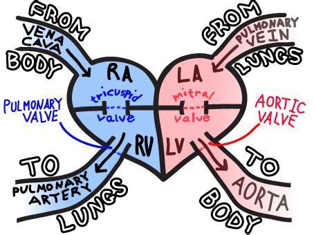 Blood flows throughout the body tissues in blood vessels, via bulk flow (i.e., all constituents together and in one direction). Super easy way to remember Blood flow through the heart ...