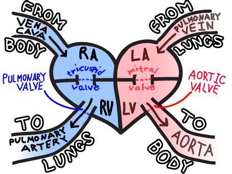 Create er diagram online within seconds. Super easy way to remember Blood flow through the heart | Nurse, Nursing students, Nursing ...