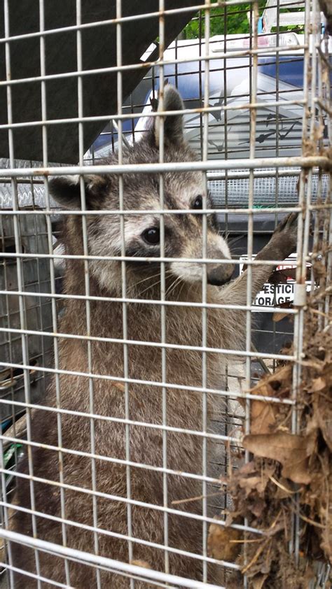 Maybe you would like to learn more about one of these? Raccoon Removal Southern Maryland B & R Wildlife and Pest ...