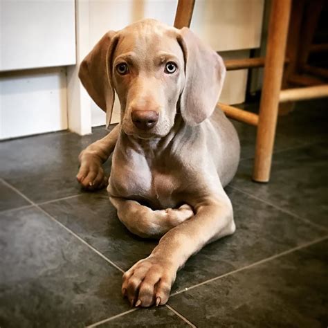 Originally bred for large game hunting, the more recent strains now enjoy rabbit hunting and bird hunting and they are dependable hunting companions. Vizsla Pup ~ Classic Look | Weimaraner puppies, Weimaraner ...