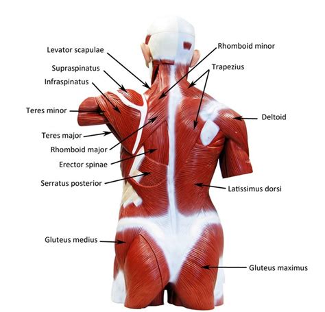 Anterior (left) and posterior (right) views of the human skeleton. Image result for torso muscle model (With images) | Muscle ...