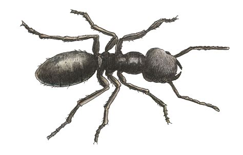 Carpenter ants chew through the wood foundation of your home, which can cause significant damage to its structure. Carpenter Ants | DC Scientific Pest Control