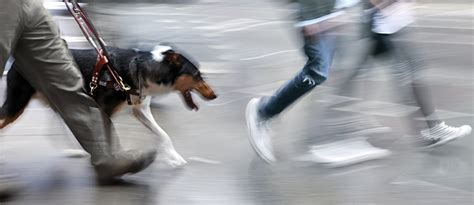 Beeindruckende helfer sind diejenigen, welche ihrem sehbehinderten oder blinden halter ihre sehkraft zur verfügung stellen. Blindenhund: Ein Segen für Sehbehinderte | tierisch wohnen