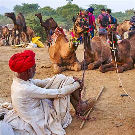 Witness the mesmerizing view of splendid forts, palaces and other exiting cultural objects. Camel Safari Tour package of Rajasthan | Rajasthan Camel ...