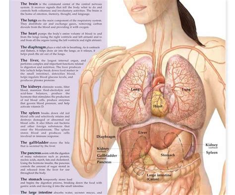 Human anatomy human internal organs dummy, training dummy, detail of the face, thorax and intestines. called belly is body space between thorax chest pinpoint ...