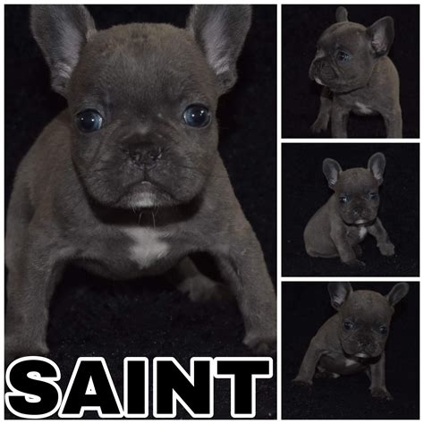 French Bulldog Breeders East Texas - Animal Friends