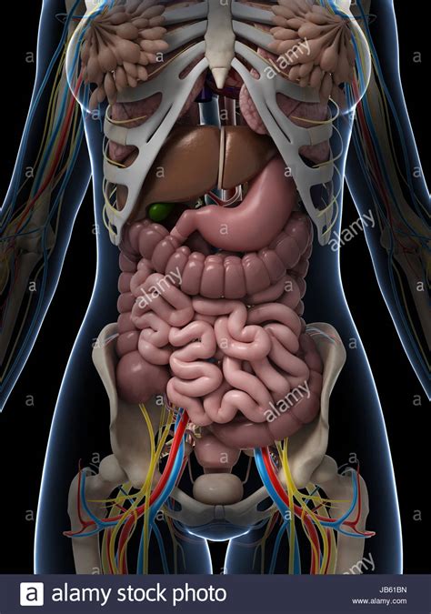 Explore the anatomy systems of the human body! Female Anatomy Diagram High Resolution Stock Photography ...