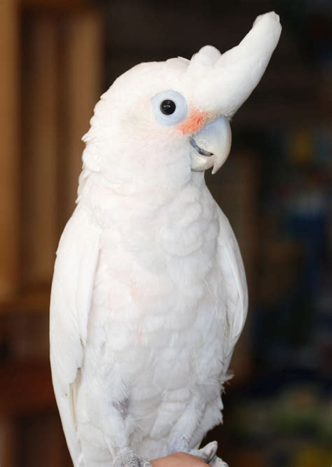 Order cockatoo parrot eggs online and incubate till it hatches. Bird List Pictures and Information