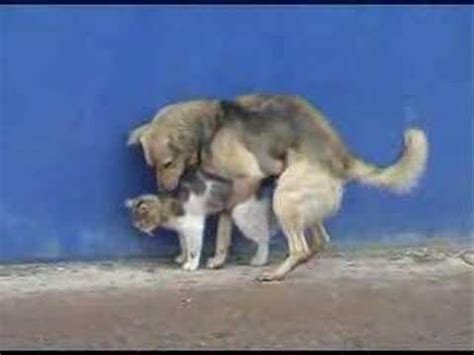 Dogs can have avocados (modest portions and remove the pit). Dog humping a cat - YouTube