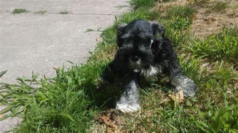 We did not find results for: super cute minature schnauzer puppies 12 wks for Sale in ...