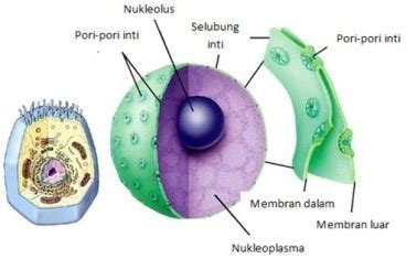 Berdasarkan strukturnya, sel dibedakan menjadi sel prokariotik dan sel eukariotik. Fungsi Sel Hewan: Pengertian, Struktur Beserta Gambarnya!