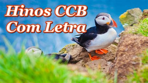 Compartilhar no twitter compartilhar no facebook compartilhar com o pinterest. Hinos CCB (Com Letra) Cantados Hinário 5, Hinos CCB - YouTube