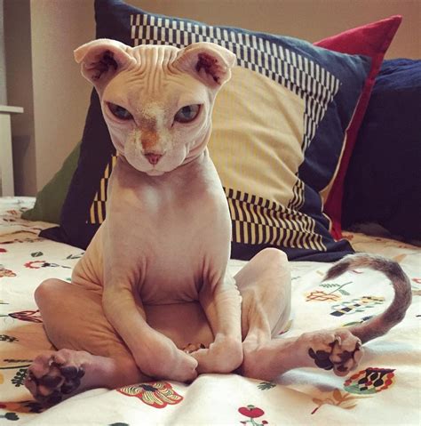 The most common hairless cat material is ceramic. After a breakup with her boyfriend, this woman found the ...