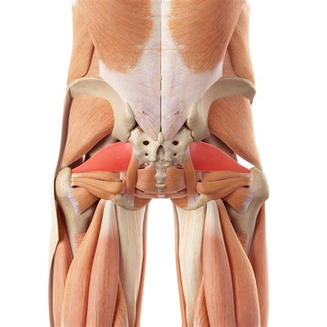 Hip abductor exercises work in the frontal plane of movement, says jamison. Weak Piriformis Muscle Can Cause Back Pain And Sciatic Pain