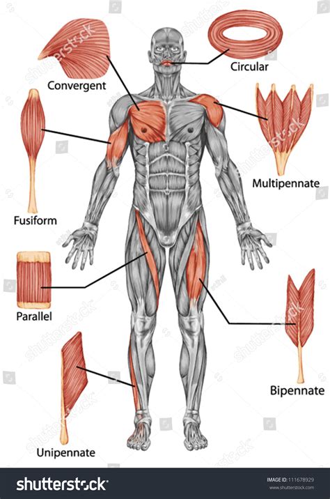 Anatomical diagram showing a front view of muscles in the human body. Diagram Of Body Muscles And Names : human muscle system ...
