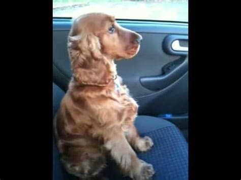Waffles the golden cocker spaniel goes Walkies! - YouTube