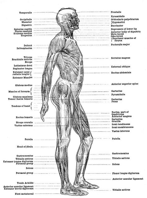 Human body silhouette without head. Human Anatomy Muscles - Muscles of the Body - Side View ...