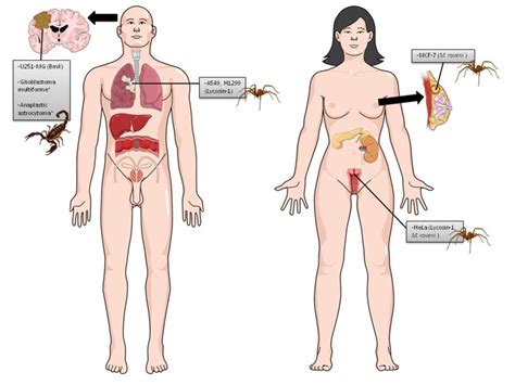 Cancer, due to its subtle emotional organization deeply feels the partner, and creativity helps him to constantly invent something new, giving love to an enviable variety. Human cancer cell lines used in scorpion and spider venom ...