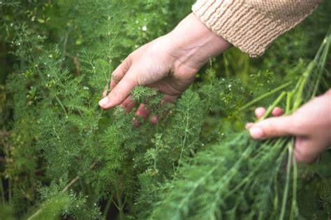 Allow the seeds to dry on the plant, but don't leave dill seeds on the plant too long or they will eventually. How to Harvest Dill (without killing the plant) - Together ...