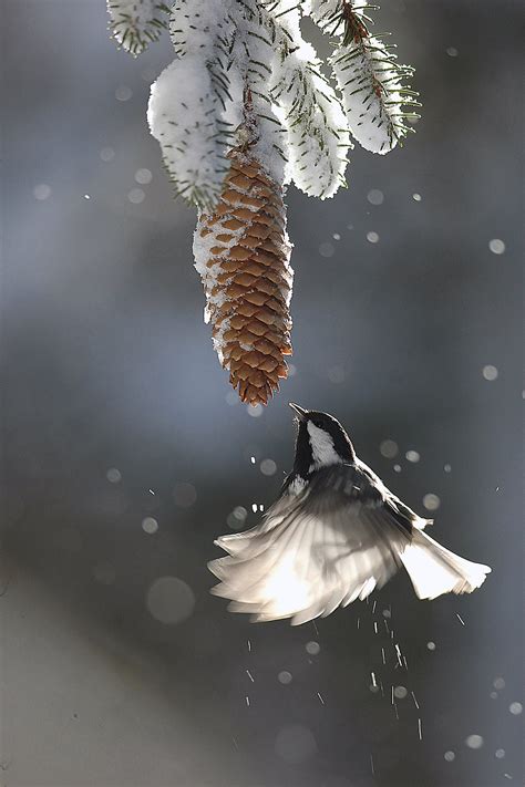Check spelling or type a new query. Winterbilder Tiere Als Hintergrundbild : Respira Full HD ...