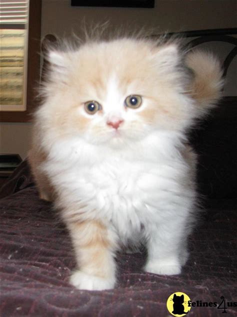 Persian, louisiana » baton rouge. Persian Kitten for Sale: Beautiful Orange and White ...