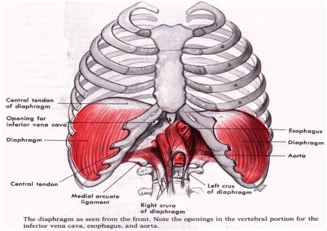 All you need to know about tendonitis and muscle building. Rib Cage Muscles And Tendons - Thoracic Wall And Breast ...