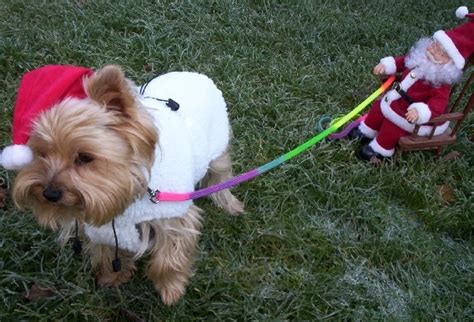 Von verhaltenseigenschaften über charakterzüge bis zu seiner geschichte ✅ du überlegst. Yorkshire Terrier Bilder in der Galerie