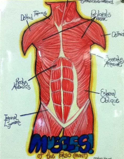 Sign up for free today! diagram of muscles of human torso by invadermeghan on ...