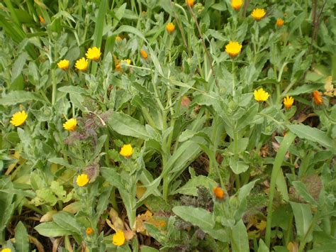 I fiori di narciso hanno una forma molto particolare, sono costituiti da una corona esterna formata da petali di colore giallo e da una i fiori di questo gruppo sono simili al narciso triandrus, generalmente con più fiori penduli per scapo e spesso con tepali retroflessi. Bymek.it - Home