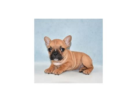 American kennel club french bull dog puppy twelve weeks old brindle male that carrie's the fluffy gene(not visibly fluffy.dad is a fawn p. French Bulldog-DOG-Female-Fawn-2713613-Petland St. Louis ...
