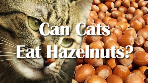 Can cats eat instant oatmeal, can cats eat oatmeal, can cats eat when can i have my dog safely spayed or neutered? Can Cats Eat Hazelnuts? | Pet Consider