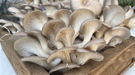 If you are tired of buying expensive mushrooms from groceries, you. How To Grow Oyster Mushrooms From Store Bought Mushrooms