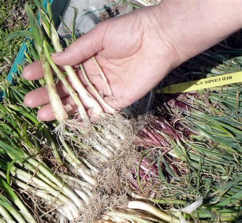 How much should i plant in my garden. Growing Onions - Determining When you Should Plant ...