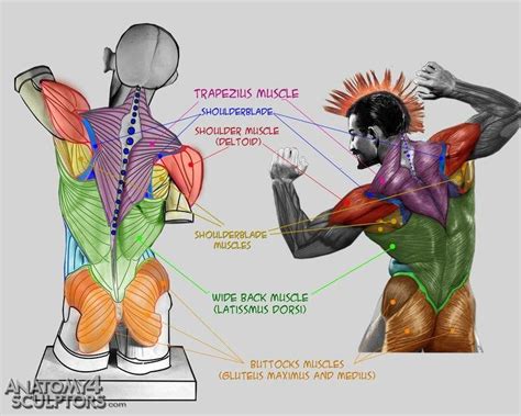 We'll start with the two largest muscles of the back musculature. back muscles ★ || CHARACTER DESIGN REFERENCES (https://www.facebook.com ...