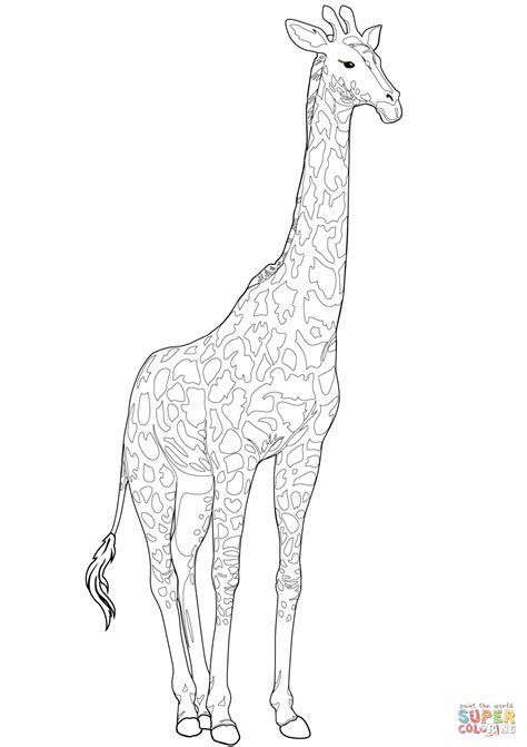 Coloring pages for grown ups. Realistic Giraffe Coloring Pages - NEO Coloring