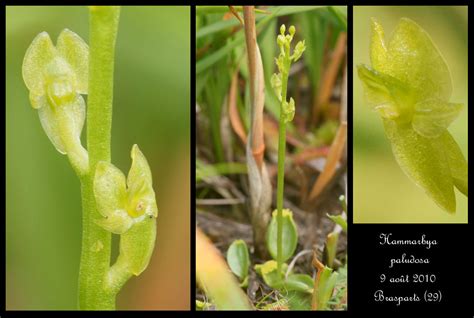 Дремлик широколистный (epipactis helleborine (l.) crantz.) Hammarbya paludosa