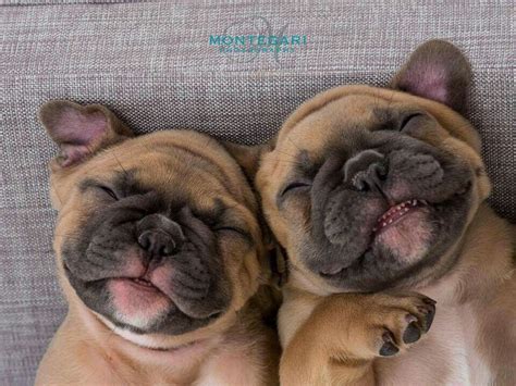 Whereas some are look like celebrity dog. Sleepy frenchie puppy | Funny dog names, French bulldog ...