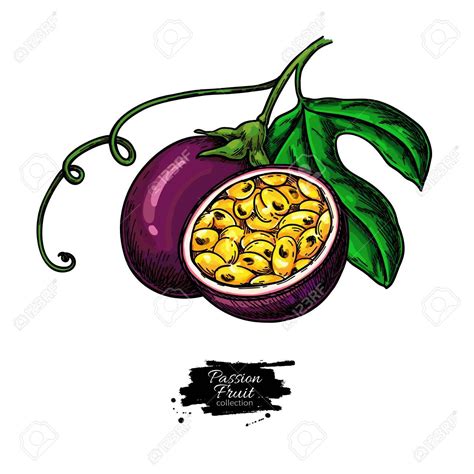 We'll follow a simple step by step process to fit the drawing onto the surface. Passion fruit vector drawing. Hand drawn tropical food ...