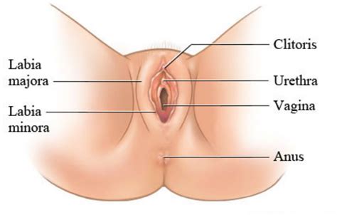 5c216289 | ngocok lubang pantat cewek. Ch8 Reproductive System at University Of Minnesota ...