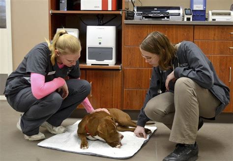 Animal center of macomb specializes in a wide variety of animal care services. Locally Owned: New veterinary clinic caters to pets ...