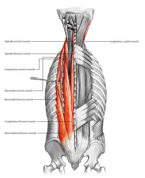 Back pain is one of the most common kinds of pain for adults. Pin by Adam Davis on costochondritis muscles causing it ...