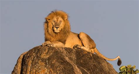 An unusual relationship forms as she becomes his protégée and learns the assassin's trade. Un león se lanzó sobre una mujer en medio de un safari ...