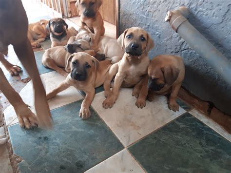 Stunning kennel club registered labrador puppies there date of birth is 2nd october 2020 they are ready to leave for there new homes on the 28th november 2020 all puppies have had two vaccinations from the vet. Boerboel Puppies in Johannesburg (30/01/2020)